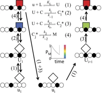 Figure 1. Second-chance scenario for a bacterial flagellar motor unit. The diagram shows the pathways by which traveling switch components of the rotor (circles) stimulate a motor unit (square sides)