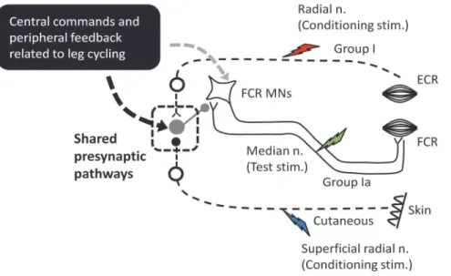 Figure 2A shows representative recordings of FCR H-reflex amplitudes from a single subject during radial nerve conditioning (stimulation intensity = 1.06 MT) with static positioning and leg cycling