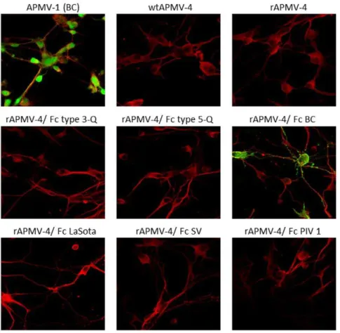 Figure 5. Replication of parental and F protein cleavage site mutant APMV-4 viruses in primary chicken neuronal cells