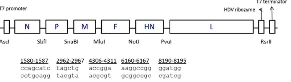 Table 1. Cleavage site sequence of parental and recombinant APMV-4 viruses and pathogenicity in MDT and ICPI assays.