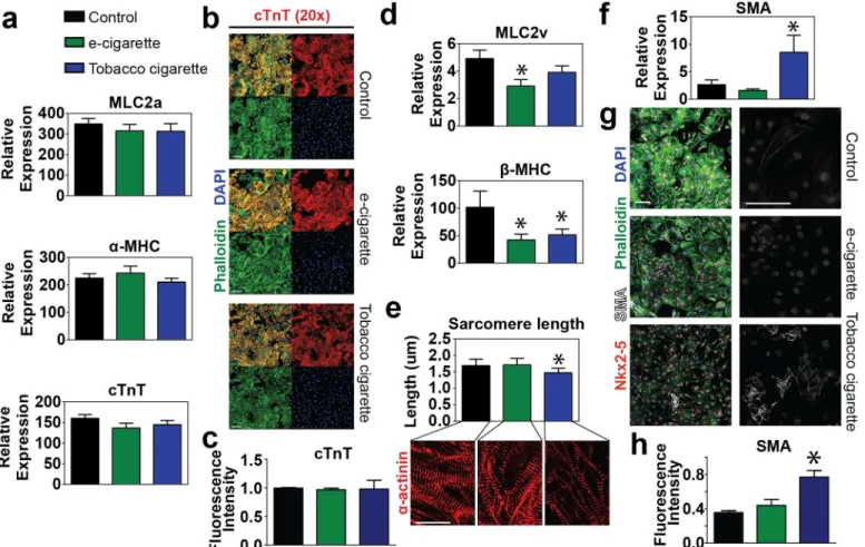Fig 6. Analysis of cardiac myofilament and structural protein expression. (a) Quantitative RT-PCR analysis of early developmental myofilament proteins including the atrial myosin light chain MLC2a, the myosin isoform α-MHC and cardiac troponin T (cTnT) in 