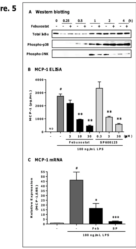 Figure 5.  Febuxostat suppresses LPS-induced activation of JNK.  Cells were stimulated with 100 ng/mL LPS in the presence or absence of febuxostat (30 µM)