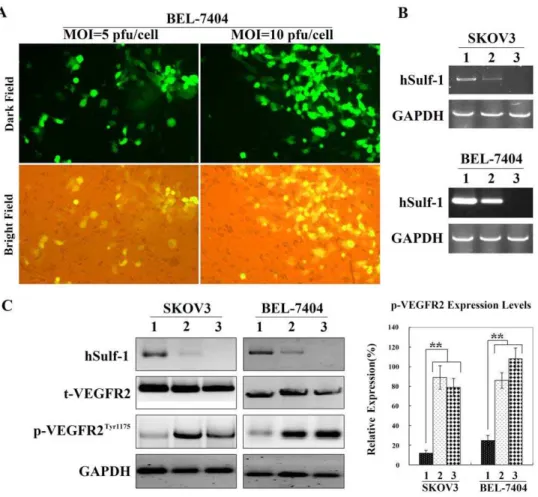 Figure 2. Re-expression of hSulf-1 in cancer cells decreased the p-VEGFR2 Tyr1175 levels