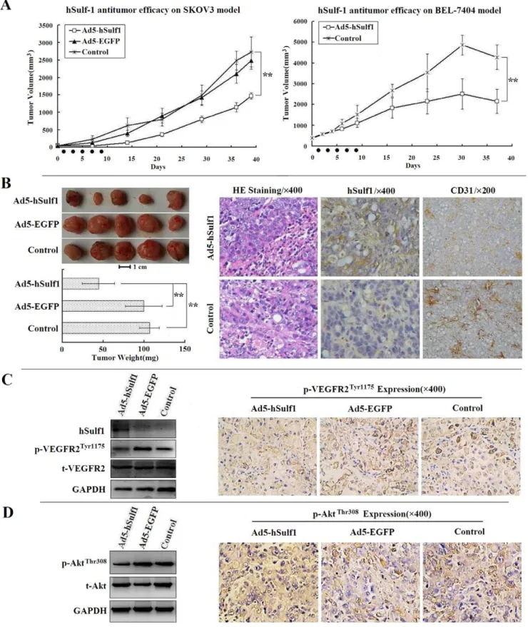 Figure 4. hSulf-1-mediated antitumor efficacy in human cancer xenografts in nude mice