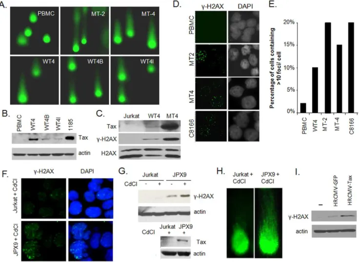 Figure 1. HTLV-I Tax stimulates the formation of DDSB in the genome. A) Accumulation of DDSB in HTLV-I-transformed cells MT-4 and Tax- Tax-only immortalized human T cells WT4, WT4I and WT4B was analyzed by comet assays