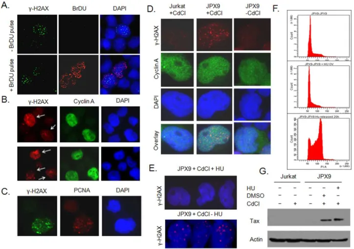 Figure 2. Tax-associated DDSB occur in S phase during DNA replication. A) HTLV-I-transformed MT-2 cells were pulse-labeled with BrDU to identify cells in S phase of the cell cycle