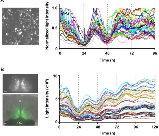 Figure 2. Long-term single cell imaging of transcriptional oscillation in living cells using ELuc