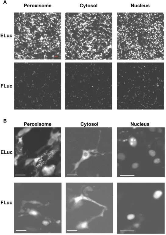 Figure 3. Representative luminescence CCD images of subcellular-targeted ELuc and FLuc in NIH3T3 cells