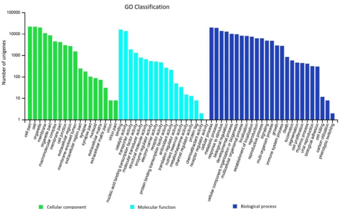 Figure 4. GO classification of assembled unigenes of P. crispum . The classifications are shown in 3 principal categories and 61 functional groups.