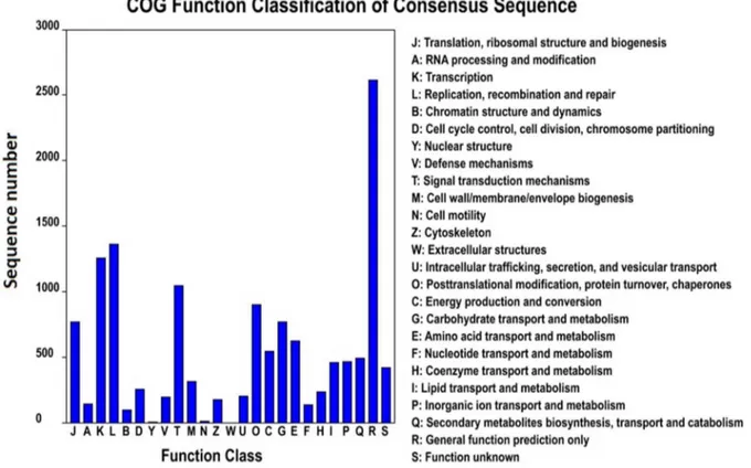 Figure 5. COG function classification of assembled unigenes of P. crispum . doi:10.1371/journal.pone.0108977.g005