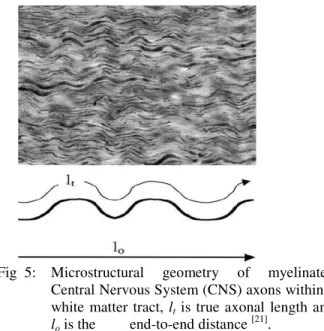 Fig  5:  Microstructural  geometry  of  myelinated  Central Nervous System (CNS) axons within a  white  matter  tract,  l t   is  true  axonal  length  and  l o  is the         end-to-end distance  [21] 