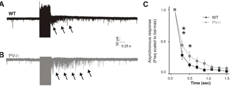 Figure 6. Lack of endogenous PV enhances asynchronous release from FS interneuron autaptic terminals