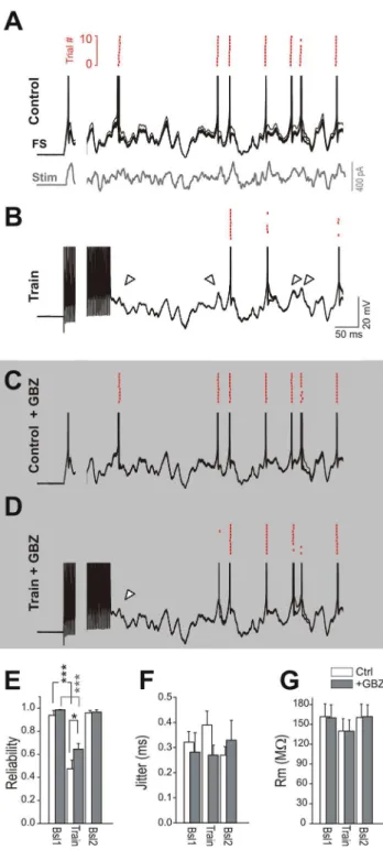 Figure 7. Self-modulation of FS interneuron firing by asyn- asyn-chronous autaptic GABA release