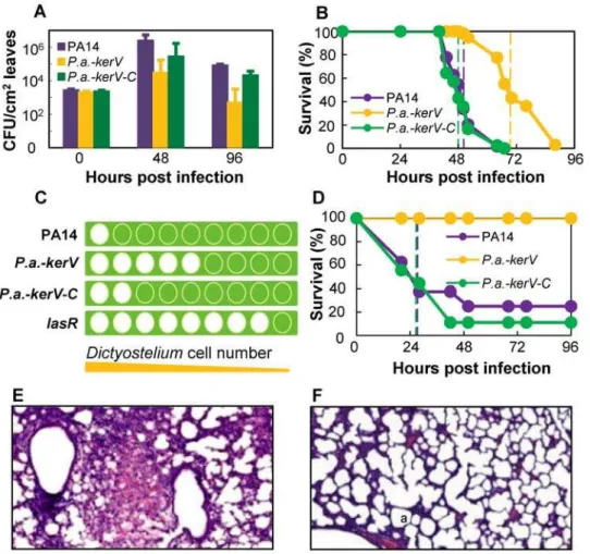 Figure 1. KerV acts as a virulence determinant in P. aeruginosa against a range of eukaryotic hosts