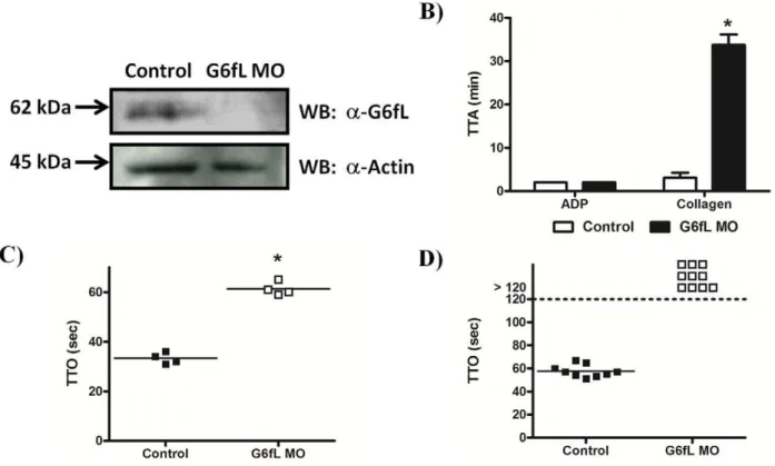 Figure S1 GPVI responds to collagen and CRP in a cell line assay. DT40 cells were transfected with GPVI/FcRc and stimulated with either collagen (10 m g/ml) or CRP (3 m g/ml).