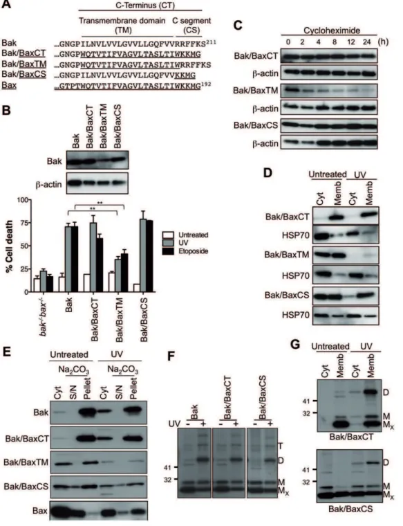 Figure 3. The Bax C-segment converts Bak to a semi-cytosolic protein. (A) C-terminal sequence of Bak/Bax chimeras