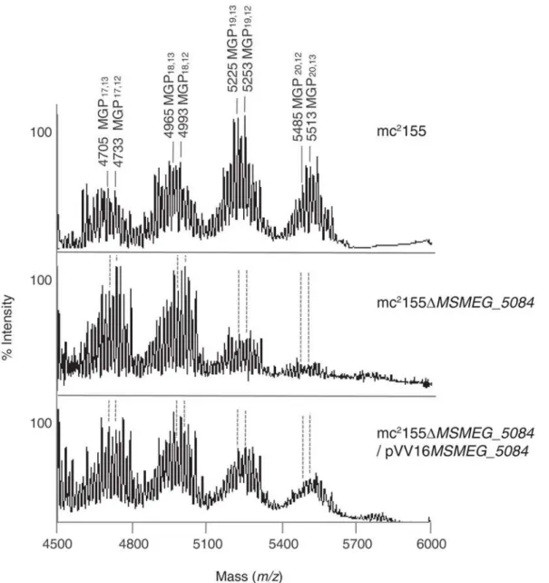 Figure 4. MGP composition of the wild-type, MSMEG_5084 mutant and complemented mutant strains of M