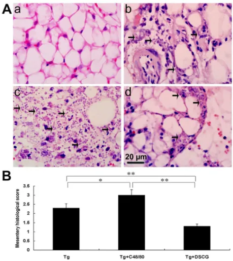 Figure 9.  The mesentery histopathology of T.  gondii-infected mice from different groups.