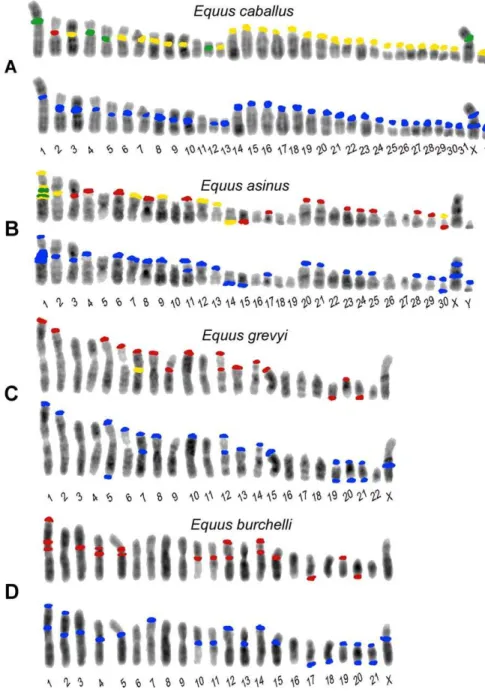 Figure 2. Schematic representation of the FISH signals. Distribution of FISH signals on horse (A), donkey (B), Grevy’s (C), and Burchelli’s (D) zebras chromosomes