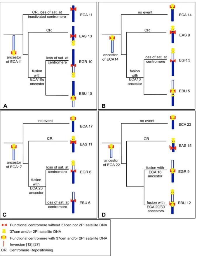 Figure 5. Phylogeny of centromere position and satellite DNA localization in four groups of orthologous chromosomes