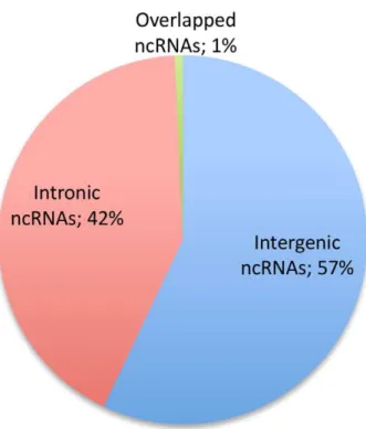 Figure 5. Relative abundance of the three main classifications of ncRNAs. Almost 60% of ncRNAs are long intergenic non-coding RNAs (intergenic ncRNAs).