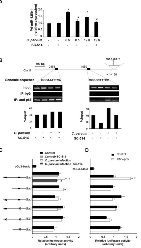 Figure 4. Promoter binding of p65 transactivates miR-125b-1 gene to increase miR-125b expression following C