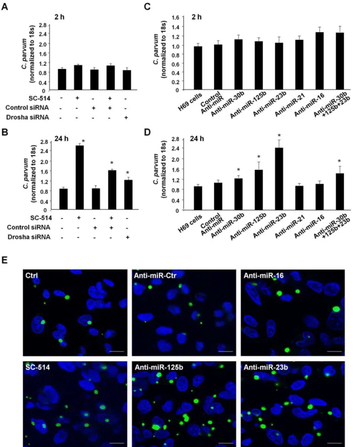 Figure 5. Functional inhibition of selected p65-dependent miRNAs in cholangiocytes increases C