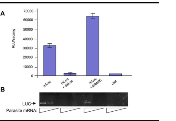 Figure 3. Suppression of exogenous luciferase activity in transformed F. hepatica newly excysted juveniles (NEJ)