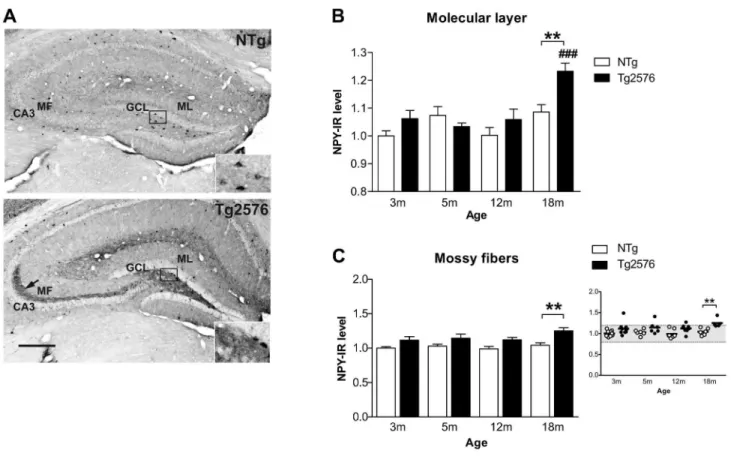 Figure  1.    Ectopic  expression  of  inhibitory  neuropeptide  Y  in  the  dentate  gyrus  of  Tg2576  mice  with  aging