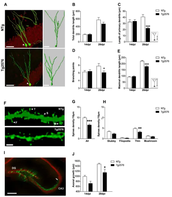 Figure 4.  Impaired morphological development of new granule neurons in 3 month-old Tg2576 mice