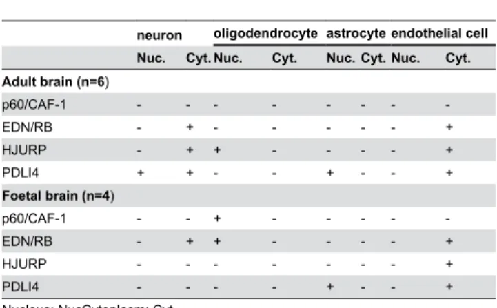 Table 3. Levels of EDN/RB, HJURP, p60/CAF-1 and PDLI4 proteins  in  adult  and  foetal  brain,  as  determined  by immunohistochemistry.