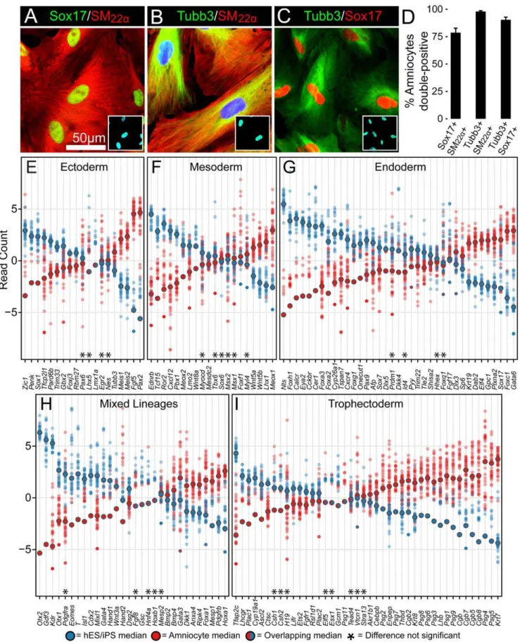 Figure 7. Amniocytes coexpress a complex phenotype that partially differentiates along multiple lineages