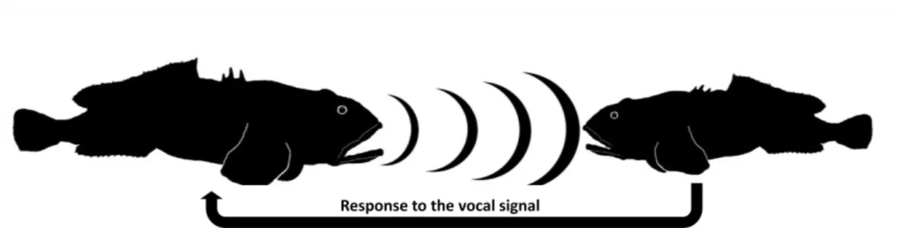 Figure  1  In  the  Lusitanian  toadfish  the  acoustic  communication  is  very  important  and  is  determinant of male reproductive success (R