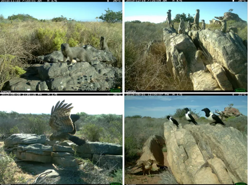 Fig 4. Camera trap photographs illustrating examples of terrestrial and aerial predators present in the habitat