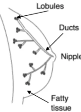 Figure 1.1: Healthy Breast Anatomy.