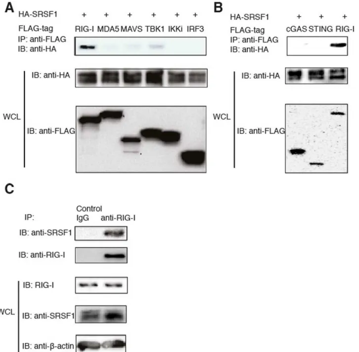 Figure 1. SRSF1 interacts with RIG-I in vitro and in vivo . A. HEK293T cells were transfected with Flag-RIG-I, Flag-MDA5, Flag-MAVS, FLAG-TBK1, Flag- Flag-IKKi, Flag-IRF3, and HA-SRSF1