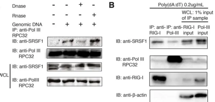 Figure 3. The association of SRSF1 with RNA polymerase III is dependent on the DNA template