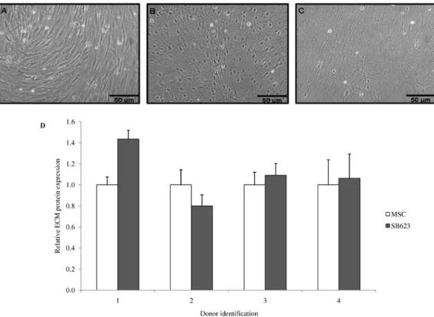 Figure 2. Isolation and relative protein expression comparison of MSC and SB623-derived ECM