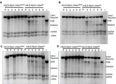 Fig 6. Repair of induced mitochondrial DSBs in HR single mutants. All samples were obtained after 16 – 18 hours of mtLS-KpnI induction