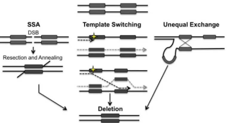 Fig 1. Models for the generation of deletions between directly repeated sequences. Repair of a double- double-strand break (DSB) located between directly repeated sequences (grey boxes) can result in the deletion of one of the repeats and all of the interv