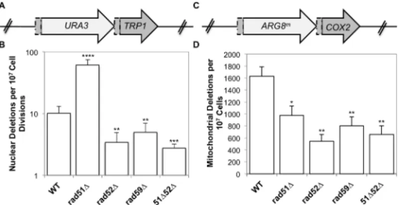 Fig 3. Spontaneous nuclear and mitochondrial repeat mediated deletions. (A) The nuclear DRMD reporter