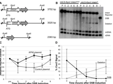 Fig 4. Inducing a specific mitochondrial DSB. (A) The mitochondrial DRMD reporter, with restriction recognition sequences indicated