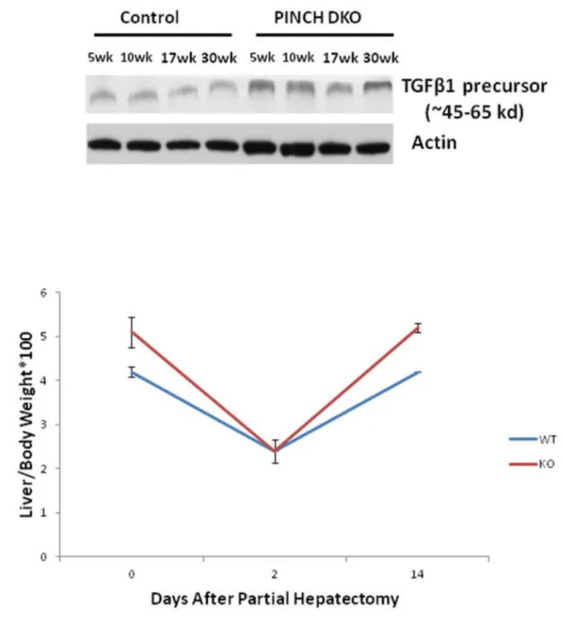 Figure 7.  Liver regeneration kinetics in PINCH DKO mice.  C) PINCH DKO mice show no termination defect