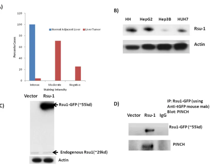 Figure 8.  Rsu-1 levels in HCC.  A) Graphical representation of the number of HCC cases positive, negative or moderately positive for Rsu-1 in HCC tissue array (24 cases/48 cores)