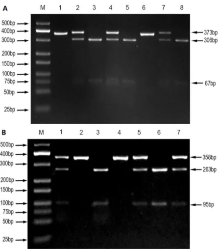 Fig 1. PCR-RFLP assay for analyzing the rs13419896 and rs6715787 polymorphisms of the HIF-2a gene