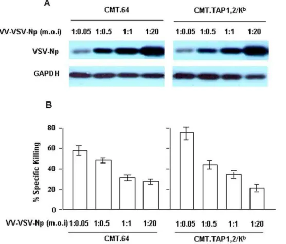 Figure 4. Increased killing activity of CTLs generated by CMT.TAP1,2/K b infected with the lowest dose of VV-VSV-Np