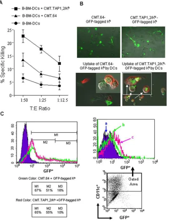 Figure 6. Uptake of the MHC-I/peptide complex and expression on the surface of the tumor cells by BM-DCs