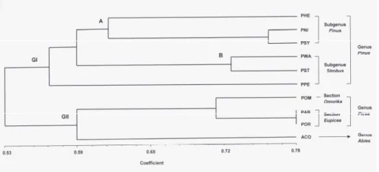 Fig. 1  Relatedness among ten conifer species performed by UPGMA cluster analysis (based on  Jacquard’s coefficient of similarity) 