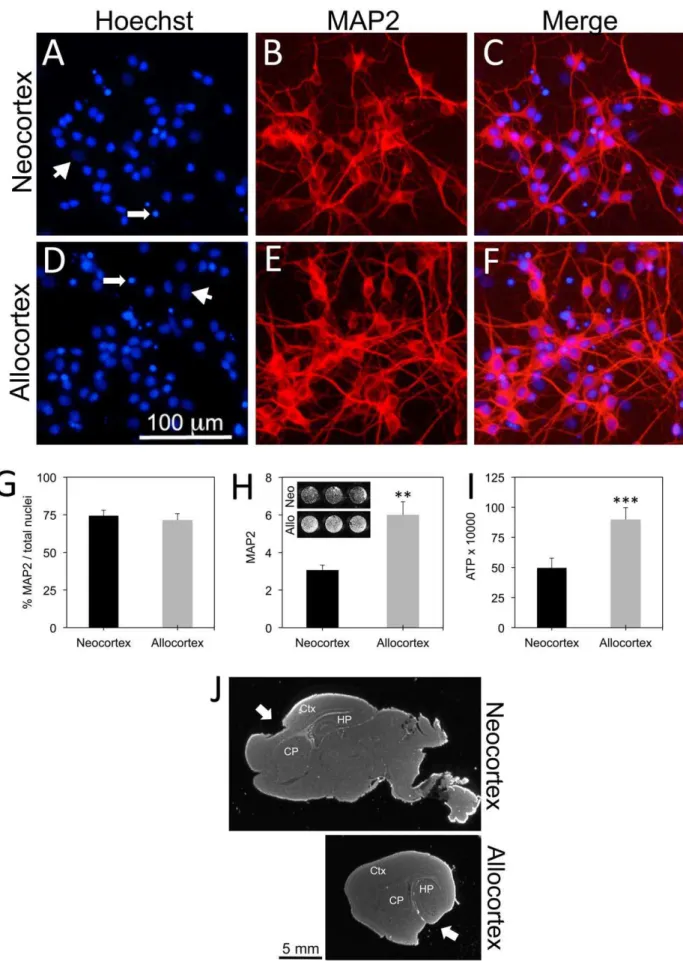 Figure 1. Characterization of in vitro model. A–F: Neocortical and allocortical tissue was microdissected from postnatal rat brains, dissociated, and plated in 96-well plates at 100,000 cells per well