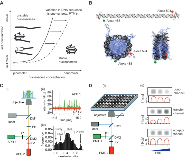 Figure 1. A combined single molecule – bulk FRET approach to study nucleosome stability